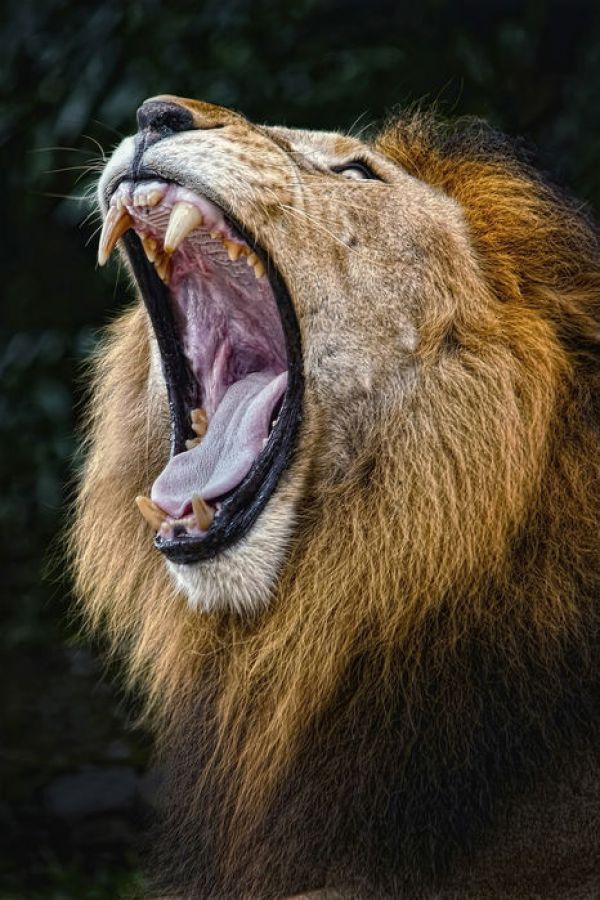 アートパネル Photowall African Lion E 壁紙屋本舗