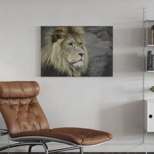 オーダーアートパネル PHOTOWALL / Majestic Lion (e310413)