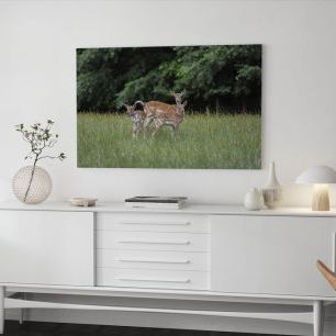 オーダーアートパネル PHOTOWALL / White Tailed Deer (e310499)