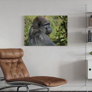 オーダーアートパネル PHOTOWALL / Silverback Gorilla (e310508)
