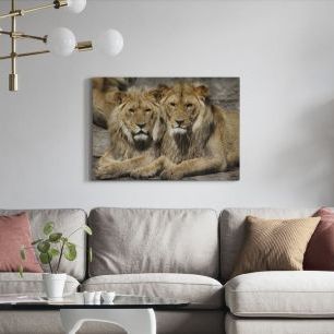 オーダーアートパネル PHOTOWALL / Lions in the Zoo (e310544)