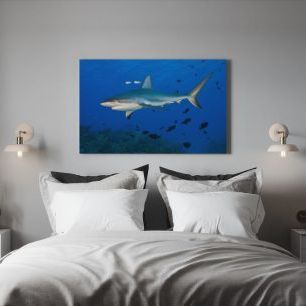 オーダーアートパネル PHOTOWALL / Caribbean Reef Shark (e310369)