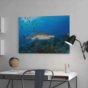 オーダーアートパネル PHOTOWALL / Caribbean Reef Shark (e310396)