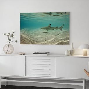 オーダーアートパネル PHOTOWALL / Blacktip Reef Shark (e310398)