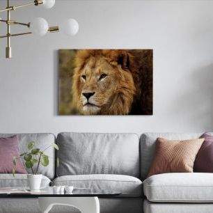 オーダーアートパネル PHOTOWALL / Lion Staring (e310618)