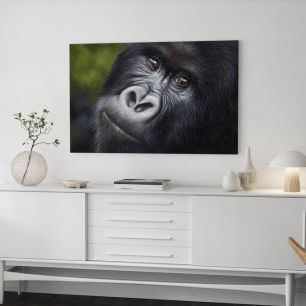 オーダーアートパネル PHOTOWALL / Mountain Gorilla (e312746)