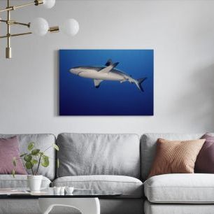 オーダーアートパネル PHOTOWALL / Grey Reef Shark (e323848)