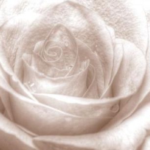 輸入壁紙 カスタム壁紙 PHOTOWALL / High Key Rose - Sepia (e1587)