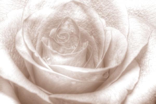 輸入壁紙 カスタム壁紙 PHOTOWALL / High Key Rose - Sepia (e1587)
