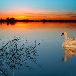 輸入壁紙 カスタム壁紙 PHOTOWALL / Swan on a lake (e1590)