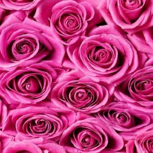 輸入壁紙 カスタム壁紙 PHOTOWALL / Roses - Pink (e19095)