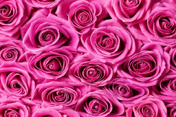 輸入壁紙 カスタム壁紙 PHOTOWALL / Roses - Pink (e19095)