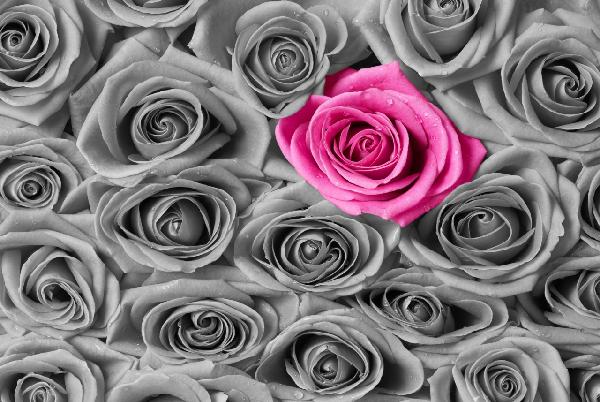 輸入壁紙 カスタム壁紙 PHOTOWALL / Roses - Pink and Grey (e19096)
