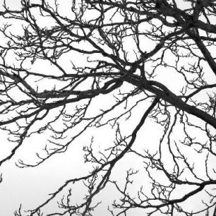 輸入壁紙 カスタム壁紙 PHOTOWALL / Black and White Tree (e19110)