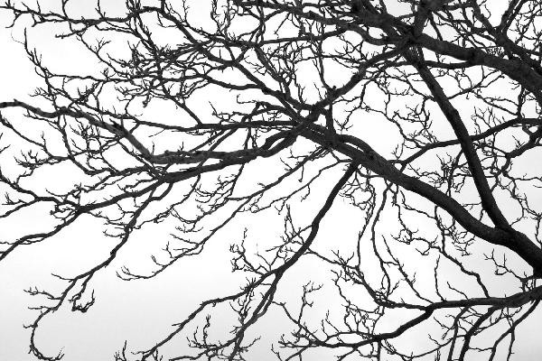 輸入壁紙 カスタム壁紙 PHOTOWALL / Black and White Tree (e19110)