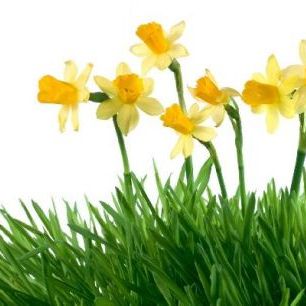 輸入壁紙 カスタム壁紙 PHOTOWALL / Daffodils in Green Grass (e19133)