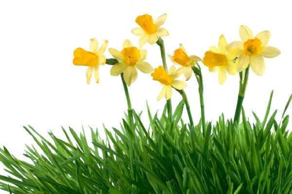 輸入壁紙 カスタム壁紙 PHOTOWALL / Daffodils in Green Grass (e19133)