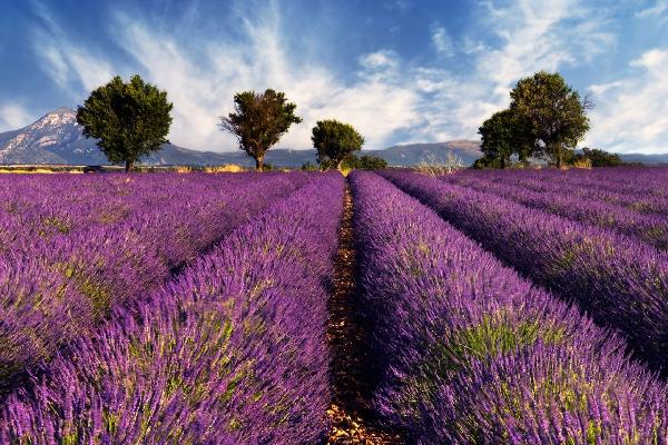 輸入壁紙 カスタム壁紙 PHOTOWALL / Lavender Field in Provence (e19149)