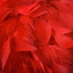 輸入壁紙 カスタム壁紙 PHOTOWALL / Red Feathers (e19178)
