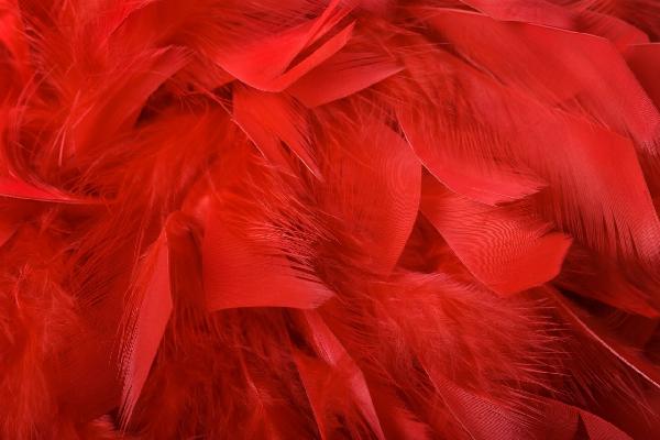 輸入壁紙 カスタム壁紙 PHOTOWALL / Red Feathers (e19178)