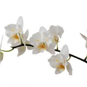 輸入壁紙 カスタム壁紙 PHOTOWALL / White Orchid Stem (e1954)