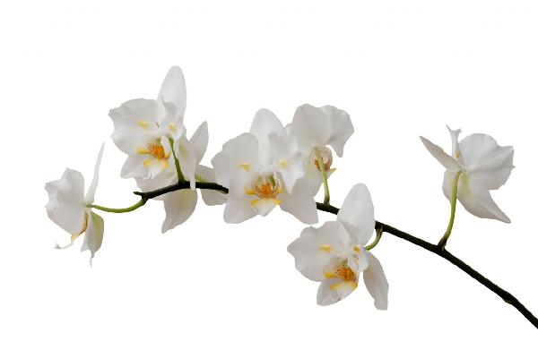 輸入壁紙 カスタム壁紙 PHOTOWALL / White Orchid Stem (e1954)