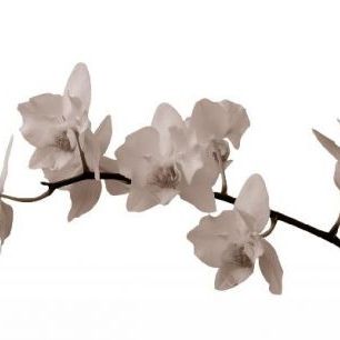 輸入壁紙 カスタム壁紙 PHOTOWALL / White Orchid Stem - Sepia (e1955)