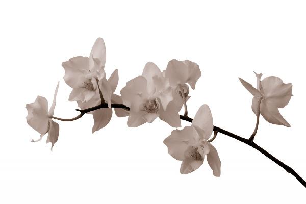 輸入壁紙 カスタム壁紙 PHOTOWALL / White Orchid Stem - Sepia (e1955)