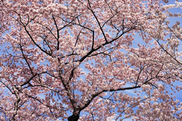 輸入壁紙 カスタム壁紙 PHOTOWALL / Blooming Cherry Tree (e6249)