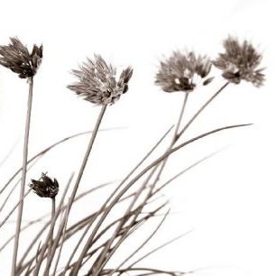 輸入壁紙 カスタム壁紙 PHOTOWALL / Lovely Flowers - Sepia (e6292)
