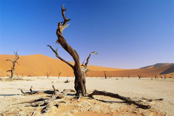 輸入壁紙 カスタム壁紙 PHOTOWALL / Namib Desert (e6337)