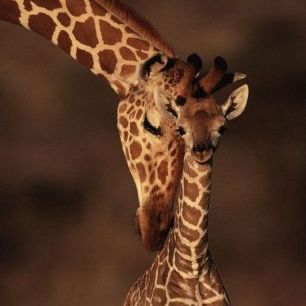 輸入壁紙 カスタム壁紙 PHOTOWALL / Giraffes (e6345)