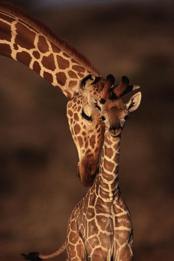 輸入壁紙 カスタム壁紙 PHOTOWALL / Giraffes (e6345)