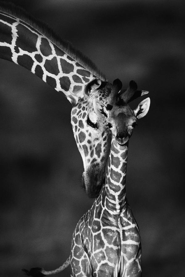 輸入壁紙 カスタム壁紙 PHOTOWALL / Giraffes - b/w (e6346)