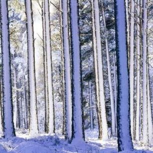 輸入壁紙 カスタム壁紙 PHOTOWALL / Winter Forest (e6348)