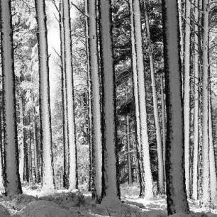 輸入壁紙 カスタム壁紙 PHOTOWALL / Winter Forest - b/w (e6349)