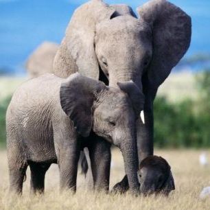 輸入壁紙 カスタム壁紙 PHOTOWALL / Elephant Family (e6390)