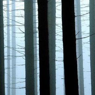 輸入壁紙 カスタム壁紙 PHOTOWALL / Twilight Forest (e6404)