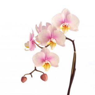 輸入壁紙 カスタム壁紙 PHOTOWALL / Pink Orchid Stem (e9007)