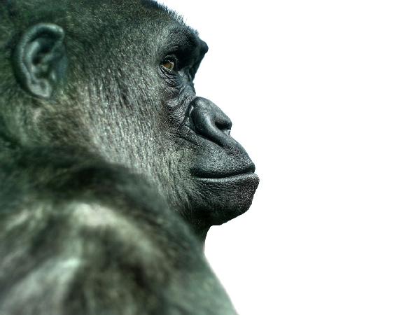 輸入壁紙 カスタム壁紙 PHOTOWALL / Gorilla (e9008)