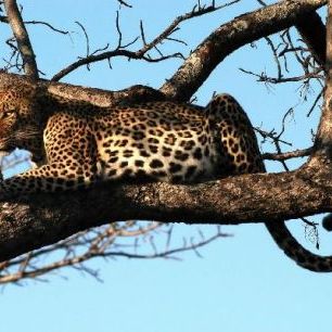 輸入壁紙 カスタム壁紙 PHOTOWALL / Leopard in Tree (e10004)