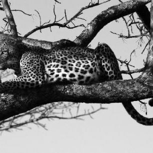 輸入壁紙 カスタム壁紙 PHOTOWALL / Leopard in Tree - b/w (e10005)