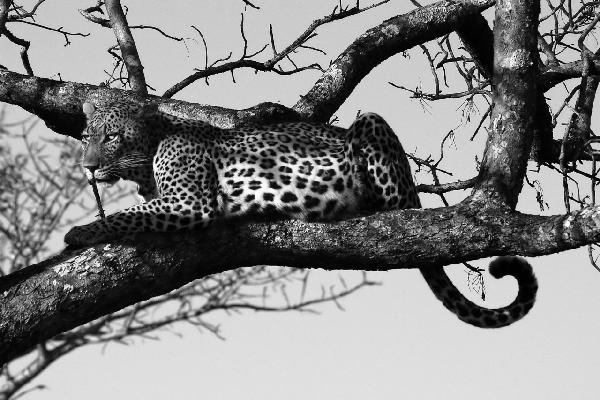 輸入壁紙 カスタム壁紙 PHOTOWALL / Leopard in Tree - b/w (e10005)