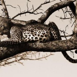 輸入壁紙 カスタム壁紙 PHOTOWALL / Leopard in Tree - Sepia (e10006)
