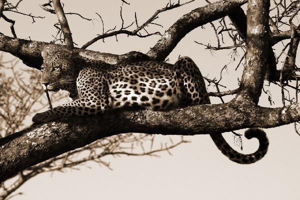 輸入壁紙 カスタム壁紙 PHOTOWALL / Leopard in Tree - Sepia (e10006)