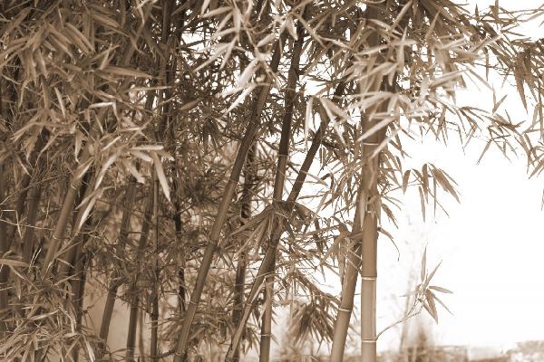 輸入壁紙 カスタム壁紙 PHOTOWALL / Beautiful Bamboo - Sepia (e10063)