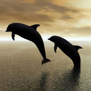 輸入壁紙 カスタム壁紙 PHOTOWALL / Dolphin Silhouettes (e10064)