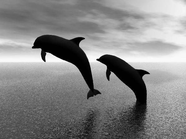 輸入壁紙 カスタム壁紙 PHOTOWALL / Dolphin Silhouettes - b/w (e10065)
