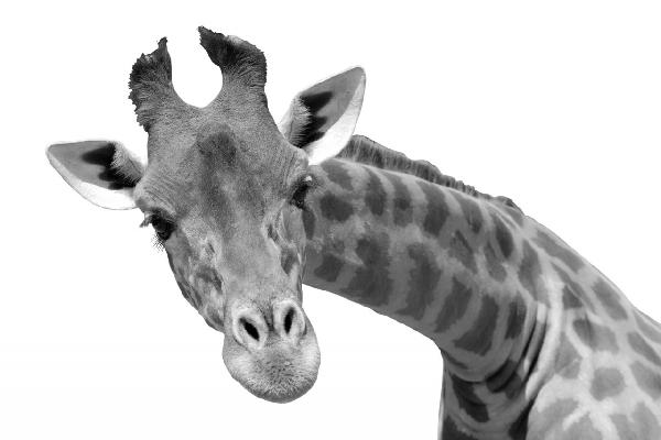 輸入壁紙 カスタム壁紙 PHOTOWALL / Giraffe - b/w (e10076)