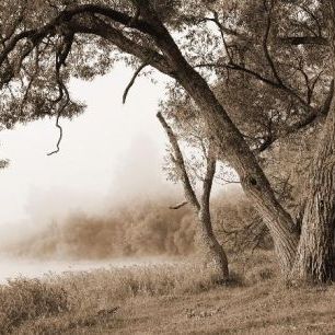 輸入壁紙 カスタム壁紙 PHOTOWALL / Tree in a Fog - Sepia (e10079)